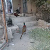 خروس آمریکایی|حیوانات مزرعه|محمدبار, |دیوار