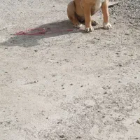 توله ماده خراسانی|سگ|تربت جام, جلگه موسی آباد|دیوار