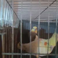 عروس هلندی جفت|پرنده|قوچان, |دیوار