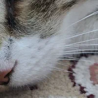 واگذاری گربه|گربه|میانه, |دیوار