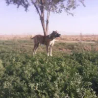 سگ افغان سن دو سال|سگ|میلاجرد, |دیوار