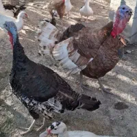 بوقلمون بوربون اصل
