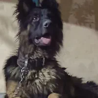 سگ ژرمن شپرد