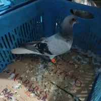 کبوتر|پرنده|تاکستان, |دیوار