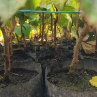 فروش نهال کیوی پیوند نشده