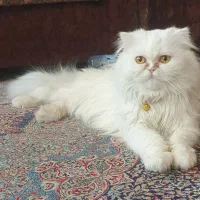 گربه پرشین نر فلت