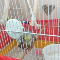 عروس هلندی ماده با قفس و لوازم