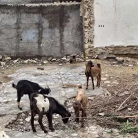 ۴کهر نر با یک بز آبستن ۳ماه