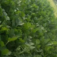 تمامی کارهای کشاورزی
