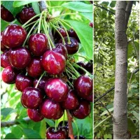 نهال گیلاس|گل و گیاه طبیعی|مشهد, کلاته برفی|دیوار