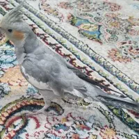 عروس هلندی جوان
