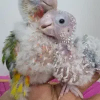 گرینچیک آناناسی سرلاکی