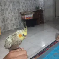 عروس هلندی ماده دو ماهه هست|پرنده|سبزوار, رضوی|دیوار