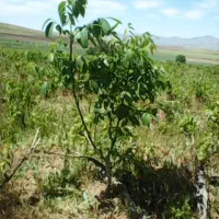 زمین مسکونی در روستای الگزیر