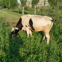 گاو دورگ