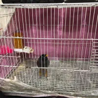 مینا کام سیاه چشم ستاره با قفس بزرگ ولوازم