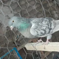 کبوتر فردشی|پرنده|چهاردانگه (تهران), |دیوار