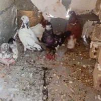 کفتر همه باهم