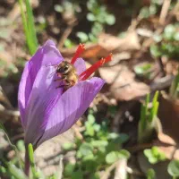 چیدن زعفران