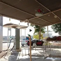 پرنده قناری دیوانه بخون