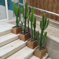 افوربیا اره ای|گل و گیاه طبیعی|قم, در بهشت|دیوار