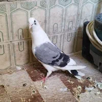 جفت باهم 450|پرنده|قم, قلعه یزدیها|دیوار