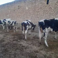 گاو و گوساله|حیوانات مزرعه|زنده رود, |دیوار