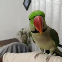 شاه طوطی کلام دار