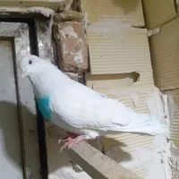 ۵تا کفترخوب|پرنده|رباط‌کریم, شترخوار|دیوار