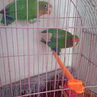 یک جفت طوطی برزیلی|پرنده|فریمان, |دیوار