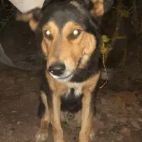 سگ ژرمن شپرد اصیل