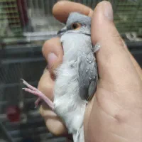 کبوتر زینتی الماسی|پرنده|بهشهر, |دیوار