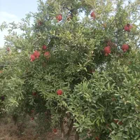 فروش سه هکتار میوه انار|فروش زمین و ملک کلنگی|گنبد کاووس, |دیوار