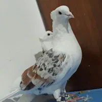 خوشونه و دم سیاه