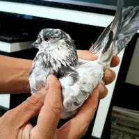 کبوتر ساعت بالا|پرنده|سیرجان, |دیوار