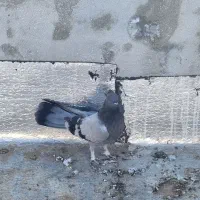 کبوترپر|حیوانات|شهرکرد, |دیوار