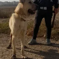 سگ پژدر|سگ|پاکدشت, حصار امیر|دیوار