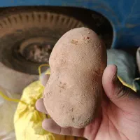 سیب بذری دوناتا ۱۴۰۲