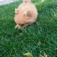 پامر خرسی|سگ|مشهد, فاطمیه|دیوار