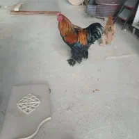 خروس برهما
