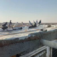 رنگی|پرنده|کهک, |دیوار