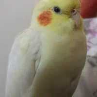 عروس هلندی گمشده محدوده مینودر|حیوانات|قزوین, |دیوار