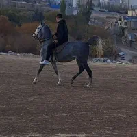 مادیان زبیا و سواری دار