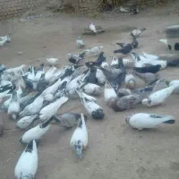 حدود ۵۰عددکفتر|پرنده|کبودرآهنگ, |دیوار