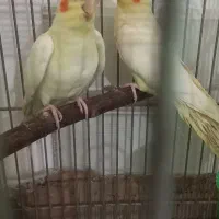 فروش پرنده|پرنده|رامسر, |دیوار