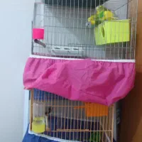 3عدد مرغ عشق ا نر و2 ماده همراه بافنج نر|پرنده|حمیدیه, |دیوار