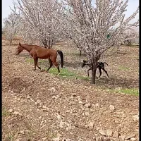 مادیون