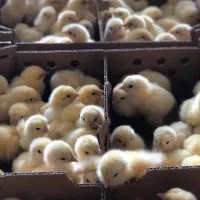 جوجه ۱روز گوشتی با وزندهی بالا|حیوانات مزرعه|علی‌آباد کتول, |دیوار