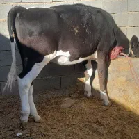 گوساله