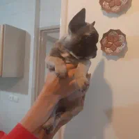 فروش سگ نژاد فرنچ بولداگ|سگ|شاهینشهر, شهرک گلدیس|دیوار